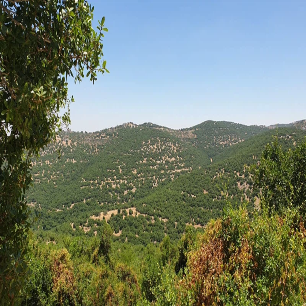 شجرة واحدة.. فوائد كثيرة