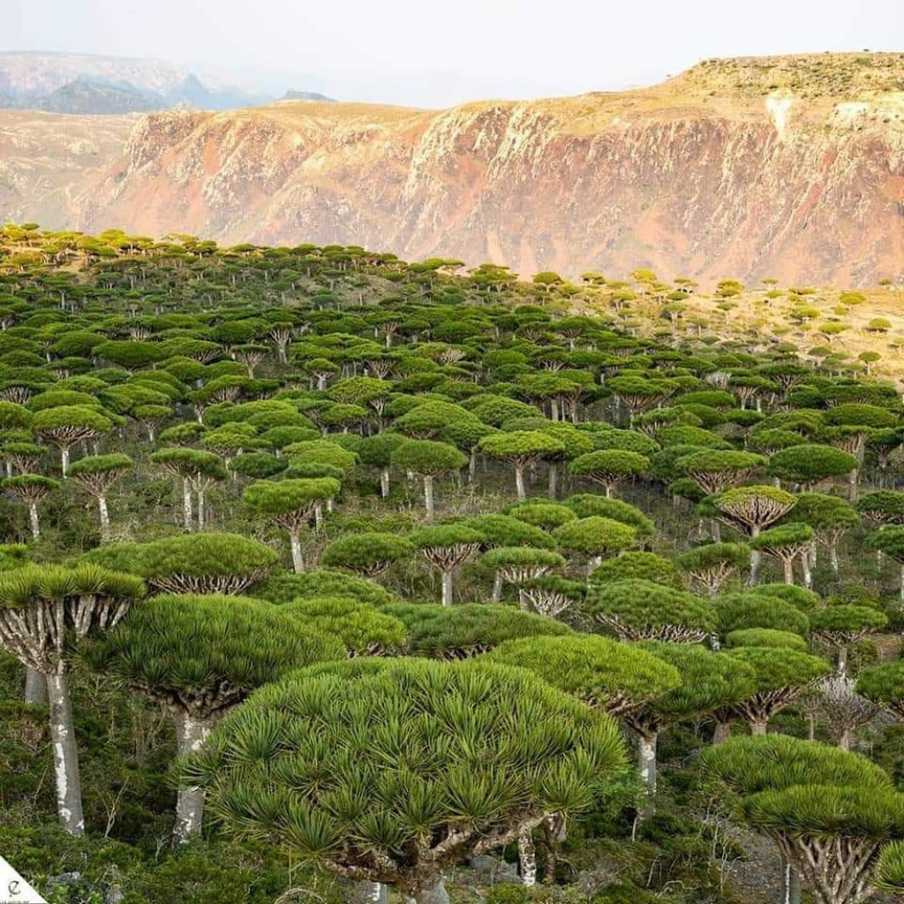 "سقطرى" جزيرة الطبيعة الفريدة