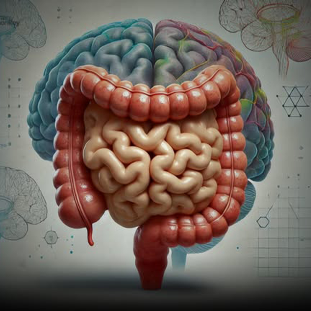 ذاكرة الأمعاء … دماغ ثانٍ يتحكم في مشاعرنا
