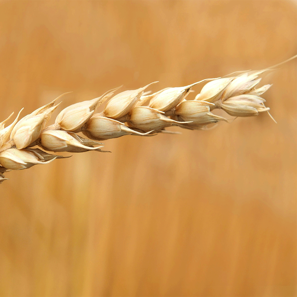 رحلة القمح مع الحصادة