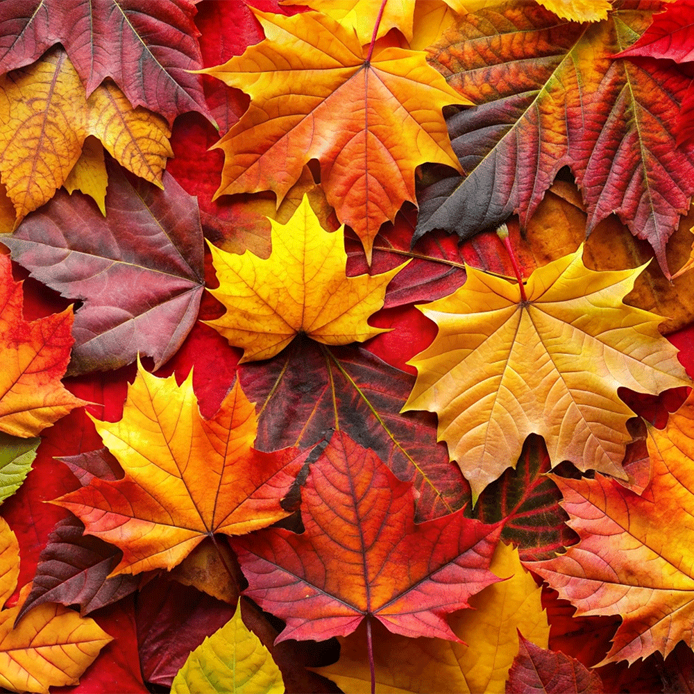 فصل الخريف ... جمال الطبيعة وروعة التغيير