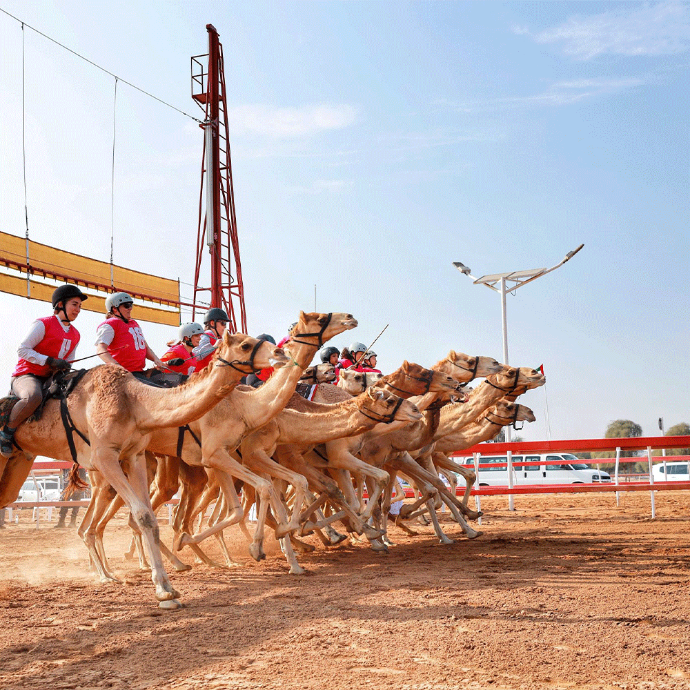 سباقات الهجن ... رمز العزيمة والإعتزاز بالتراث