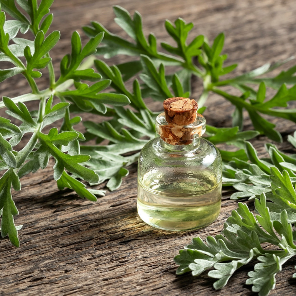 عطر البرية .. الشيّح النبات الذي يحمل روح الصحراء