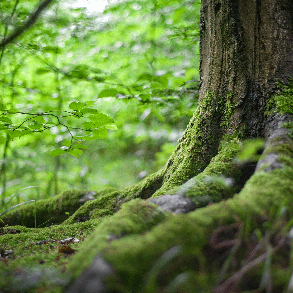 النباتات الأردن الحرجية ... ثروة وطنية بحاجة إلى حماية