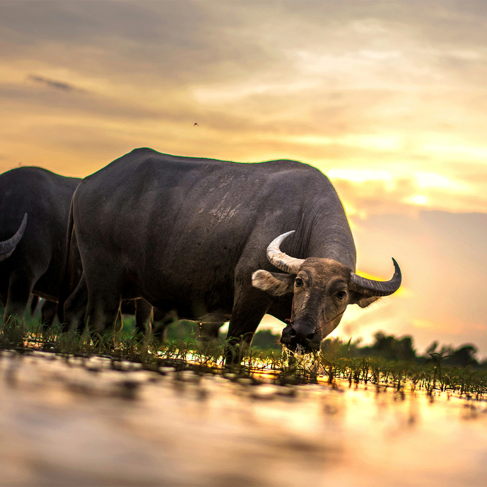 الجاموس عملاق الحقول وكنز المزارعين الصبور