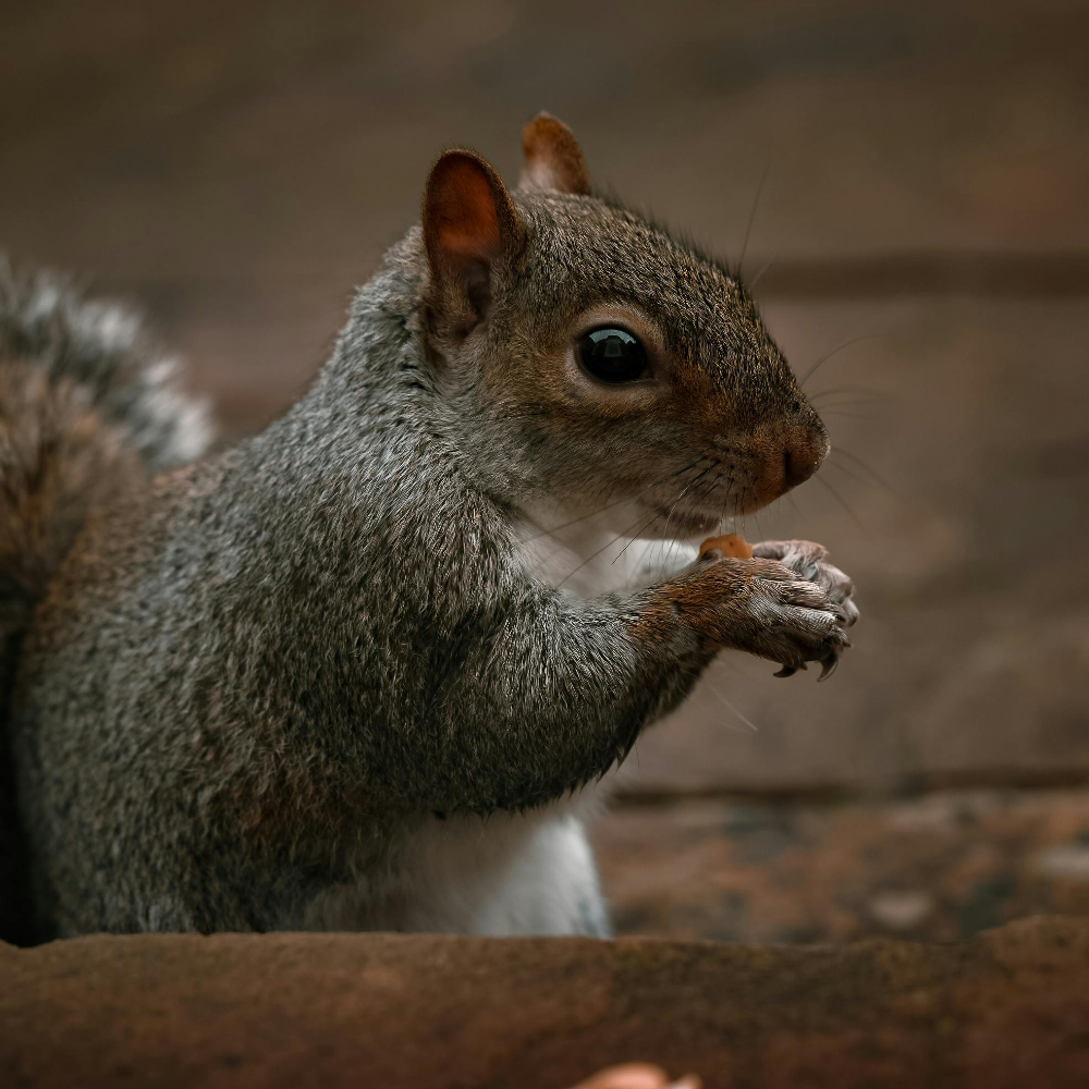 عالم السنجاب بين خفة الحركة والذكاء