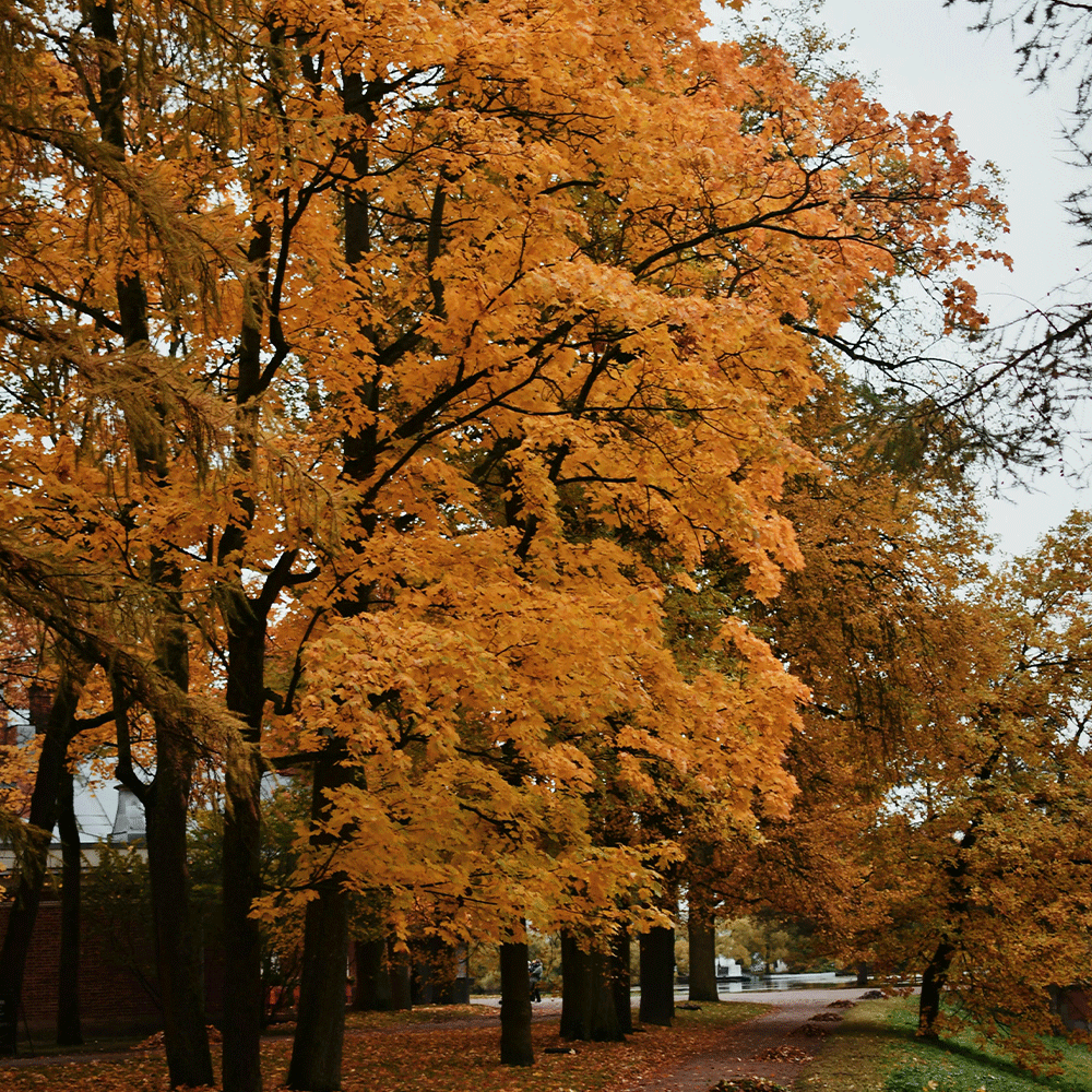 الاعتدال الخريفي لحظة توازن بين الليل والنهار وبداية التحول في الطبيعة