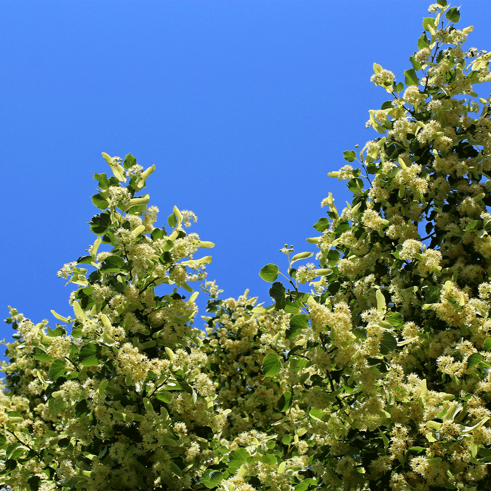 الزيزفون ... عطر الطبيعة ودواء القلب