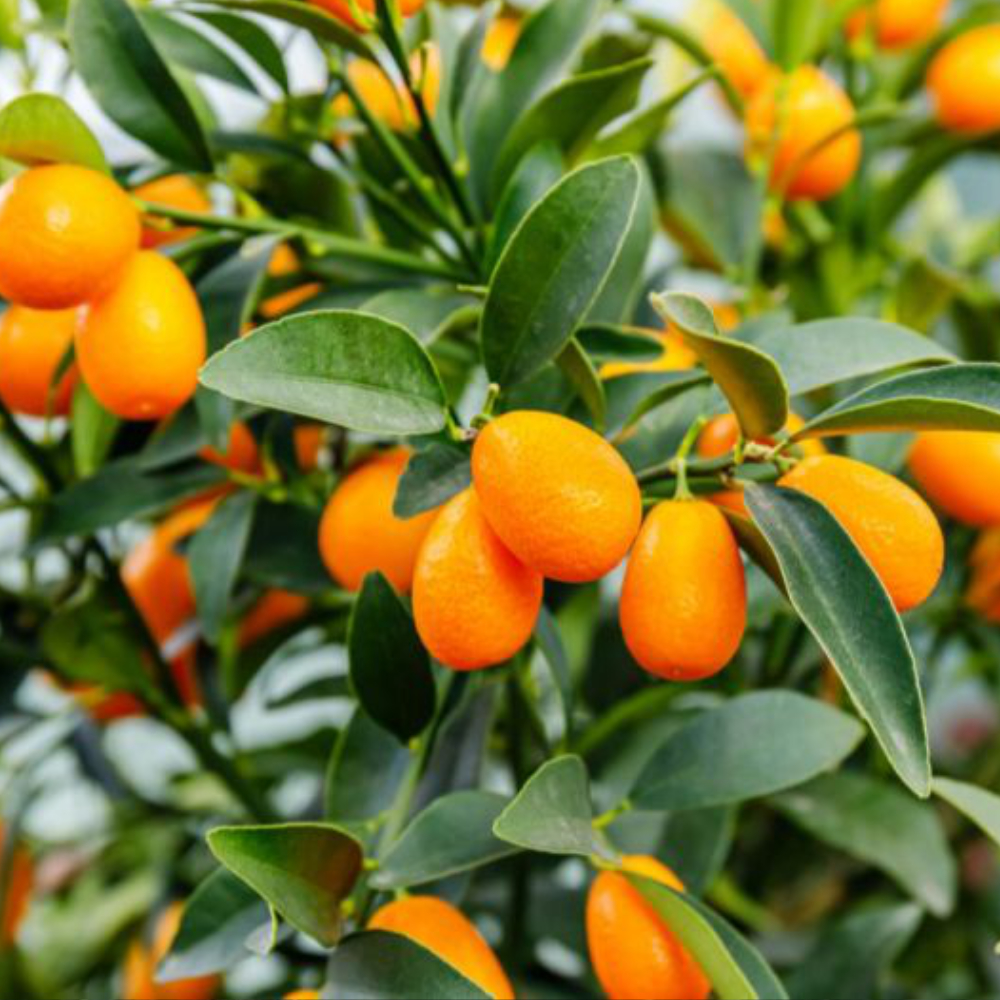 الكمكوات فاكهة لذيذة تعزز المناعة